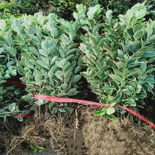 Large-Leaf Boxwood, Phnom Penh Boxwood, Are Sold in Large Quantities in Various Sizes and Sizes for Direct Sales to Engineering Greening Projects