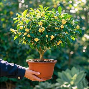 ļ𻨘ֲ_̨҃ͥԺԺBͻ