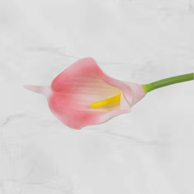 진정한 팬