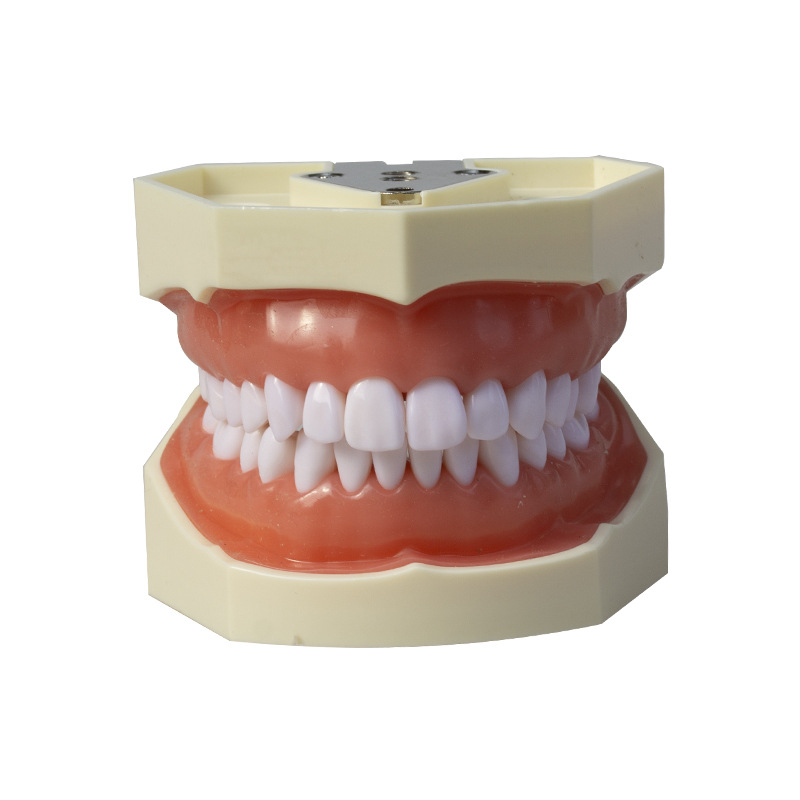 Modelo dental removible de 28 dientes para enseñanza oral, dentadura postiza para práctica oral, examen, preparación de dientes de resina, material didáctico image 6