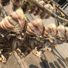 【海南省買的多】海南儋州紅魚干淡曬咸魚干批發紅魚整條曬干