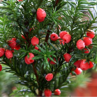 ���l��ľ�N���²ɼt��ɼ�N�Ѽt���������ѳ��G��ľ��ľ���ԾG��