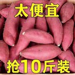 热卖中沙地蜜薯红薯新鲜现挖板栗薯糖心西瓜红番薯地瓜批发商用