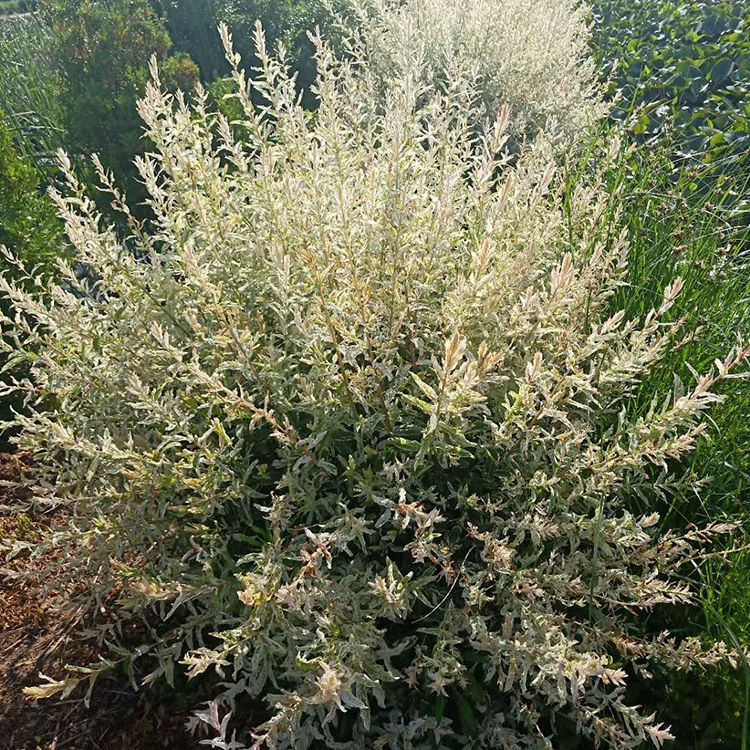 Основа поставляет красочные листья волчьей ивы, цветочные листья волчьей ивы, комнатные водные растения в горшках, холодостойкость и засухостойкость, скидки на большие объемы.