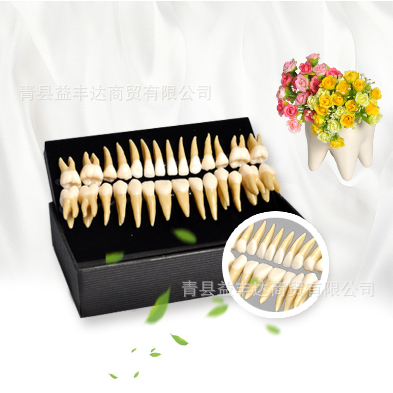 Two-color realistic teeth model