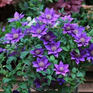 Potted Clematis Seedlings Little Mermaid Classic Glass Lyon Village Polish Spirit Climbing Vine Pair Flower Seedlings