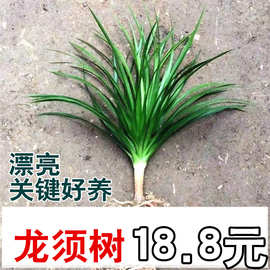 龙血树绿植龙须树多头四季常青龙铁树室内客厅大盆栽耐旱净化空气