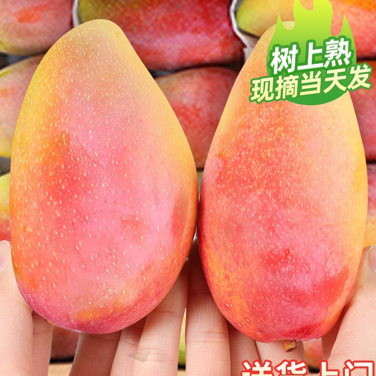 海南贵妃芒10斤新鲜芒果水果当季树上熟红金龙辣椒甜心芒大果整箱