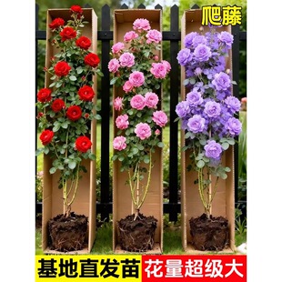 ��1��6���硿�Nޱ�����ٱ��¼��������ͥԺ����ֲ���̨����