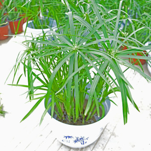 Aquatic Emergent Plants, Umbrella Grass, Windmill Grass, Water Bamboo Grass, Fish Turtle Tank, Potted Landscaping, Water Body, Wetland Greening