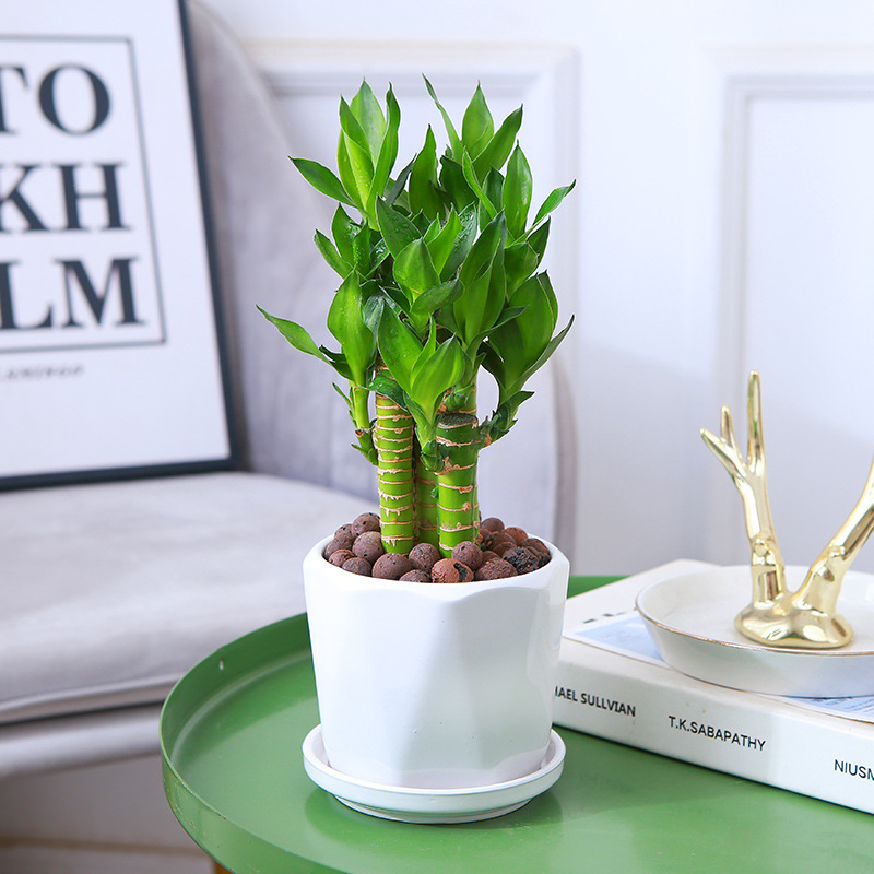 [인기 판매 토양 재배] 엄선된 연꽃 대나무(각진 세라믹 냄비)에 영양액이 포함되어 있습니다.