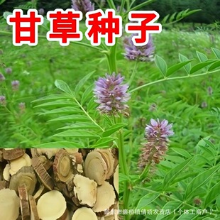 �ʲݷN���ļ��в�ș�ķN�Ѽ�ͥ�̨����ֲ���r�Ҵ����߲ˮ��w�S��