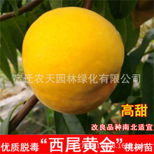 西尾黄金离核脆甜黄金8月成熟蟠桃树苗中蟠21号蟠桃苗南北方种植