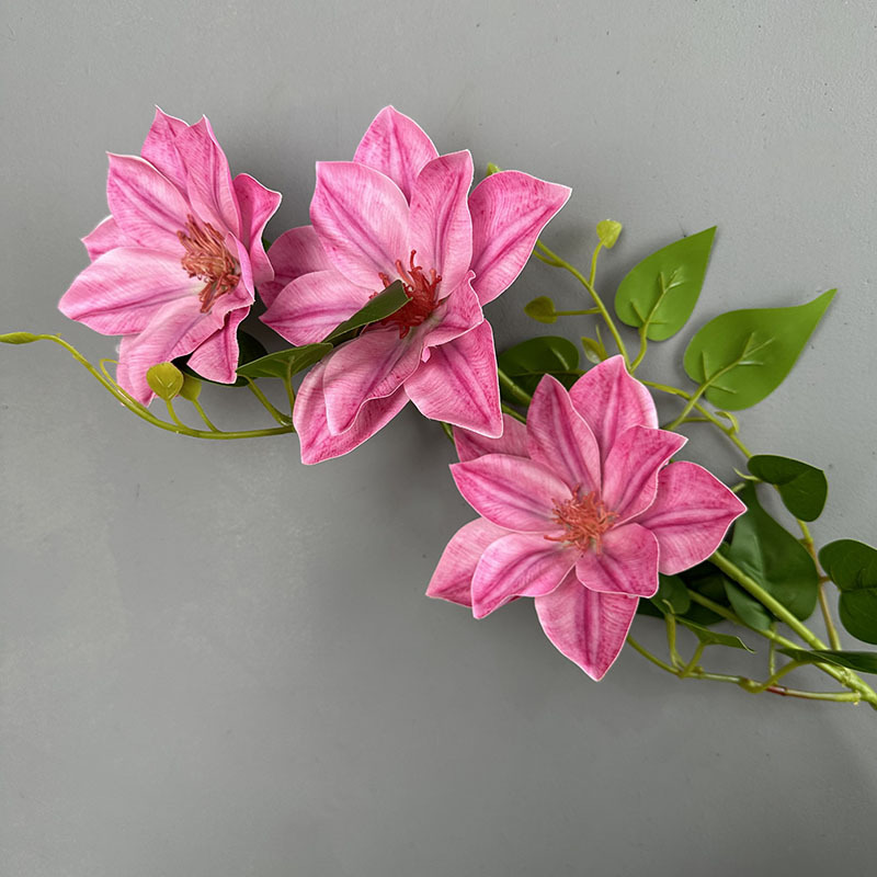 Branchlets 핸들 Clematis 중간 분말
