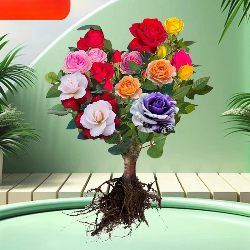 Саженцы розы, привитые в любое время года, цветут, разноцветные старые сучки, большие цветы, розы, горшечные морозостойкие растения, балкон, двор.