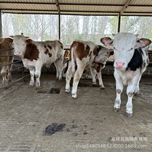 西门塔尔牛肉牛犊小牛活体3个月改良肉牛养殖大型养牛基地