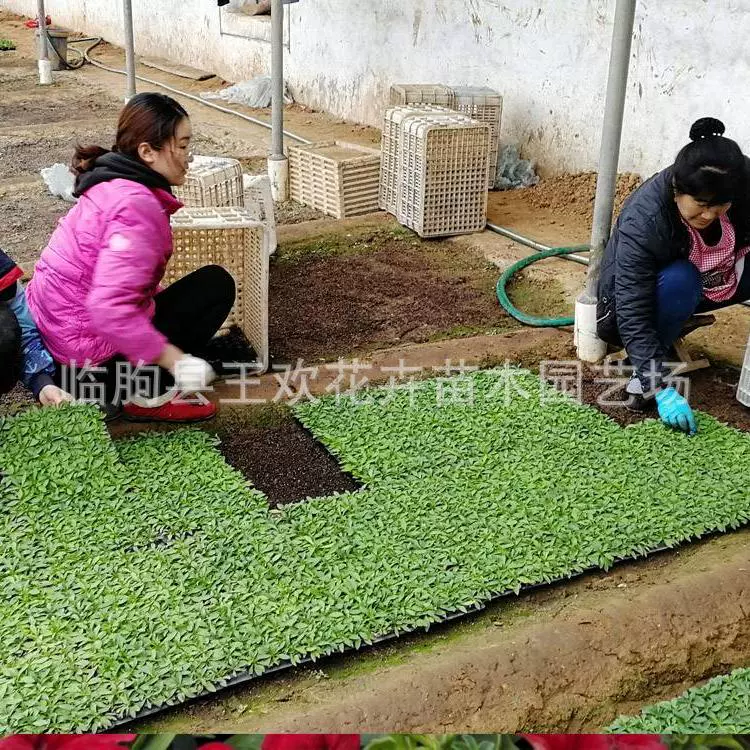 Оптовая Петуния Plug рассада цветок горшок цветок база оптом трава цветок рассада