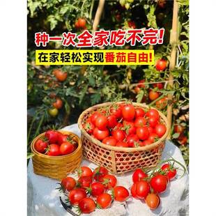 �ļ�С���ѷN���}Ů���������t�������r�Ҵ���ˮ���߲˷N���ݴ�ȫ