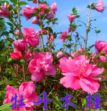 一件代发木槿花树苗丛生重瓣木槿树庭院大型耐寒绿化风景花树小木