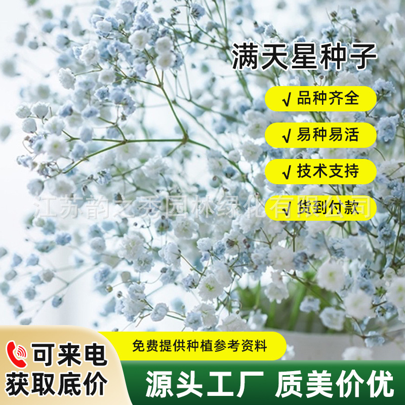 易爆盆花种子满天星花籽四季播种易活开花室内外阳台盆栽植物花卉