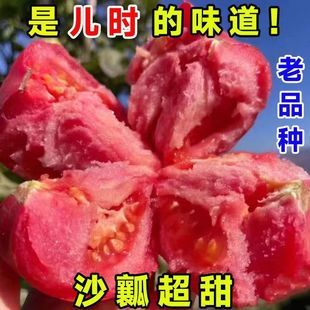 ���N�ӡ����t���N�Ѱ׹�ë�۷��ѷN����Ʒ�N��t��ɳȿ���t���N��