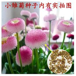 СrջNrշNļ_׻̨ͥԺ⻨N