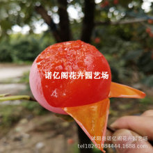 火罐柿子苗嫁接薄皮无籽红灯笼柿子树苗南北方庭院盆地栽火晶柿树