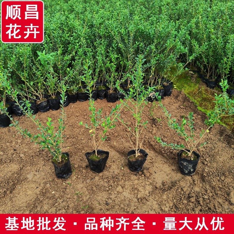 Черепаха Холли Оптовая Муниципального Ландшафтный дизайн деревьев Проект Черепаха Холли Дорога с большими саженцами