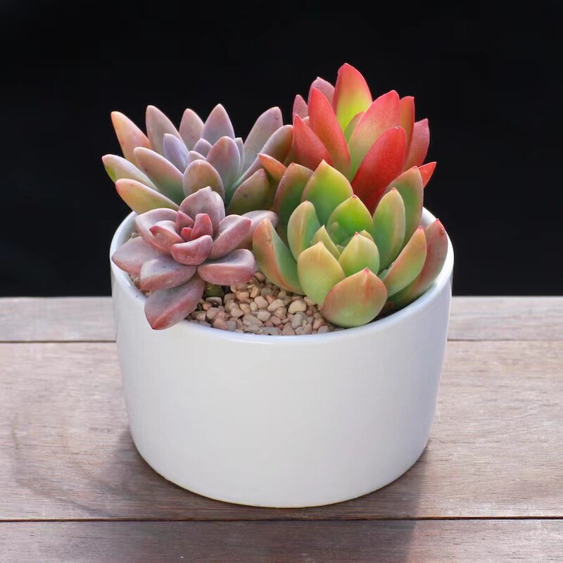 Succulent Small Potted Green Plants, Flowers, Succulent Plants with Pots, Indoor Easy-To-Grow Succulent Combination Package Office