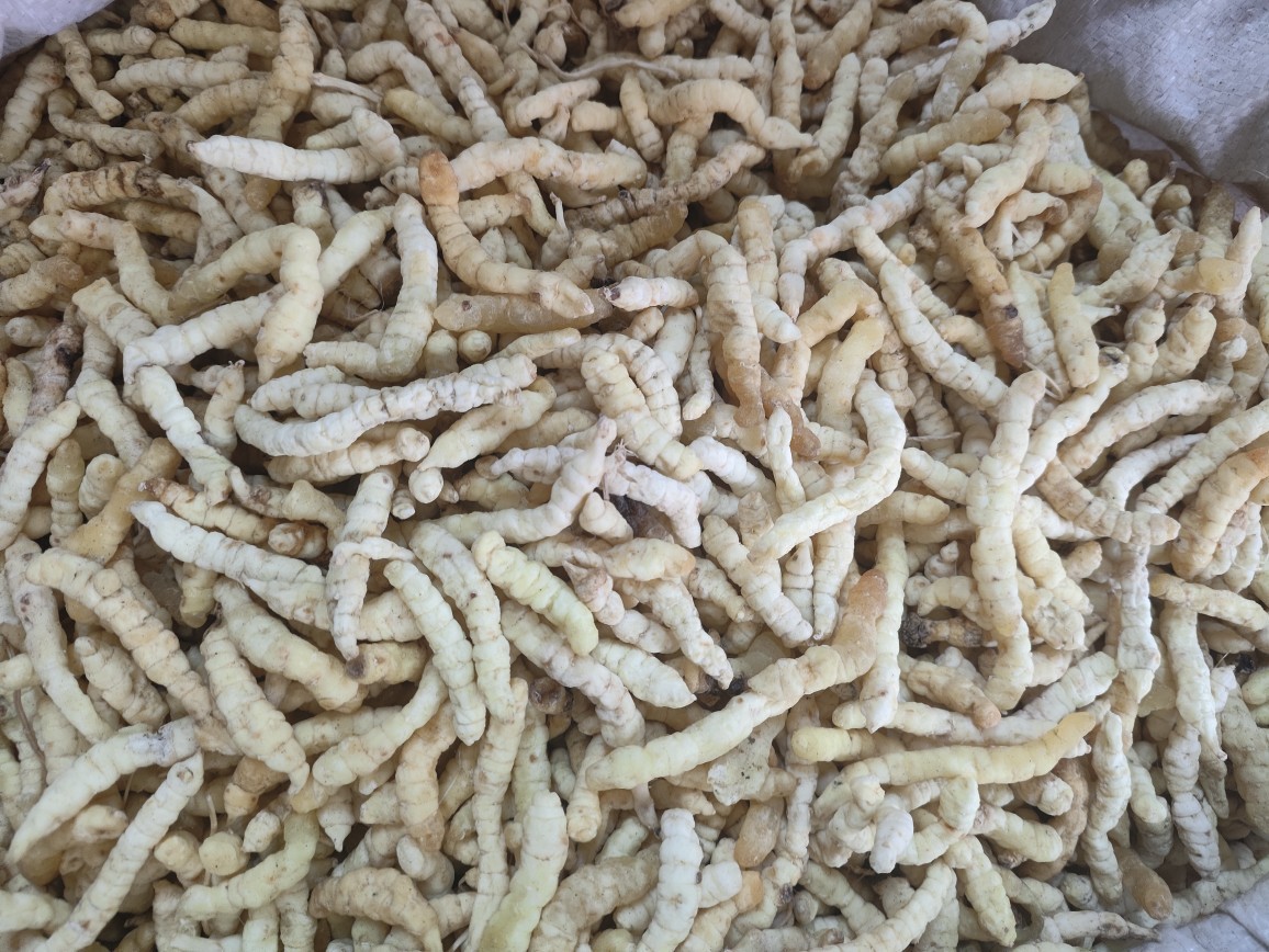 Cao Shi Can (Stachys affinis) — Dried Chinese Artichoke Tubers, Food Herb from Yunnan specifications