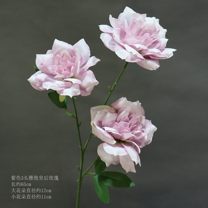 보라색 3개의 머리를 가진 우아한 퀸 로즈