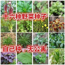 野菜种子蒲公英马齿苋荠菜面条苦菜刺老芽香椿秋葵鱼腥草紫苏枸杞
