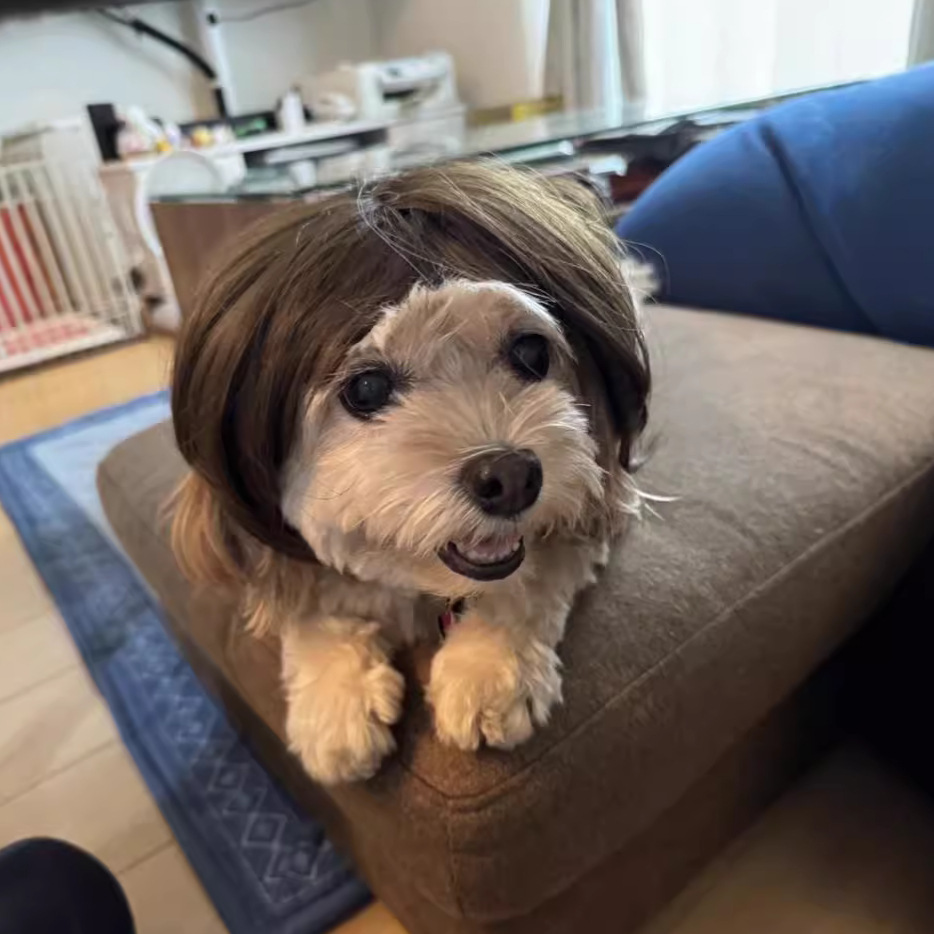 Peruca para mascotas peluca para mascotas explosiva cabeza Qi franja pequeña trenza lucha Halloween peluca joyas para mascotas