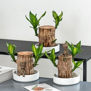 Brazilian Wood Hydroponic Plant Lucky Wood Desktop Green Plant Potted Water Culture Office Indoor Mini Small Potted Plant Easy to Grow