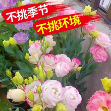 ļN۹Nذ_׻ܷNͥԺ⻨N