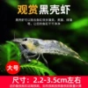 Get 10 for 10 large black shell shrimps (20 in total) 2.2-3.5cm, free for loss