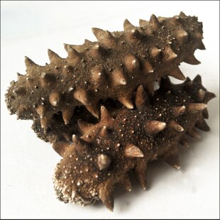 ���l���B���ɺ����|���YƷ����50��һ�����l