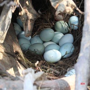 �r�����u��40-50�����r��̖�G�����u��������ɽɢ�B����F�l