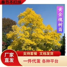 一件代发国槐树苗大型洋槐龙爪槐黄金槐苗园林绿化庭院工程苗木槐