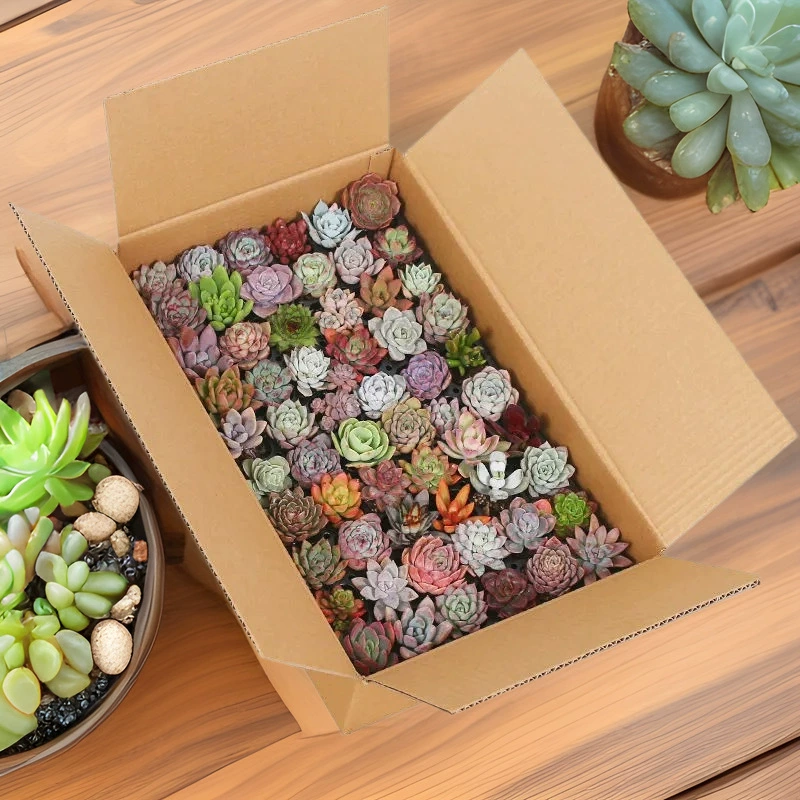 Мясные оптовые комбинации растений в горшках маленькие зеленые цветы маленькие мясистые цветы