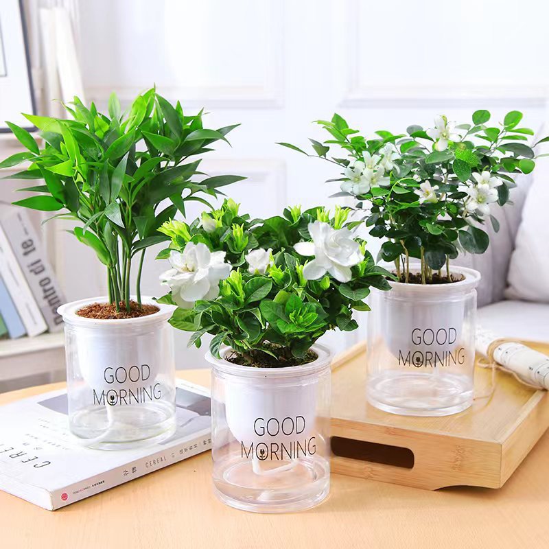 绿萝水培绿植物盆栽室内发财树富贵竹文绿箩薄荷多肉花卉四季好养