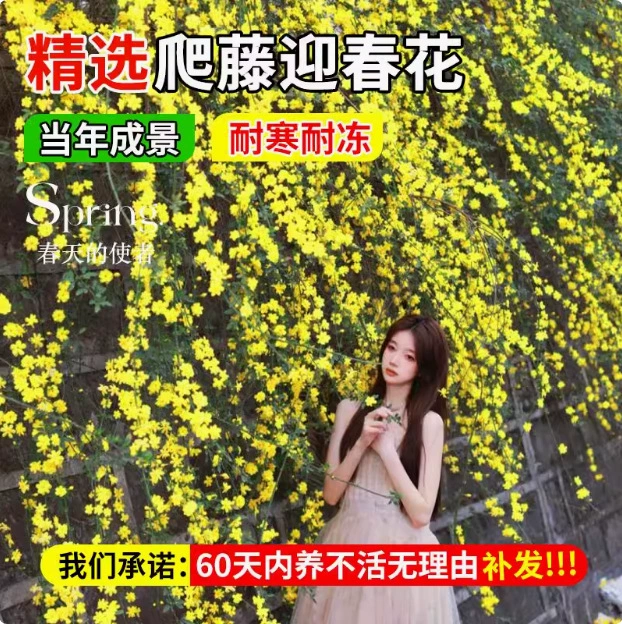 Рассада хризантем, подвесные цветы, саженцы цветов форсисты, саженцы для озеленения балкона во дворе, наземные растения в горшках, уличные морозостойкие растения.