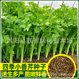 �ļ�С���۷N�Ӵ�ȫ�۲���N�Ѵ�ȫ�۲˷N�Ӽ�������߲˷N���r��