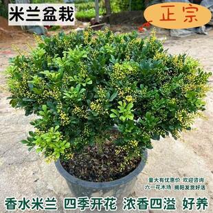 Milan Flower Seedlings, Green Plants That Bloom in All Seasons, Fragrant Flower Plants, Indoor and Outdoor Easy-To-Grow Potted Plants, Mosquito Repellent Plants