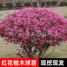 �t����ľ�����Ե��Թ��@�ͺ��G�����̈@�ֹ�ľ���^�p�t���^ľ��