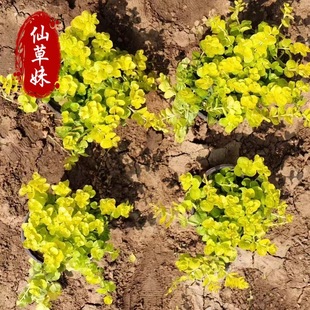 Golden Leaf Yellow Perennial Cold-Resistant Creeping Ground Cover Foliage Plant Golden Yellow Square Plate Garden Flower Border Plant