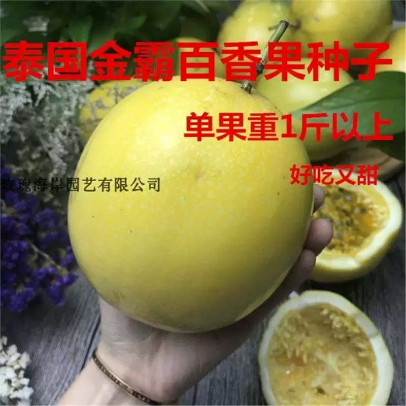 Тайские золотые семена страстного фрукта Золотые семена страстного фрукта Jumbo Высоковысокопродуктивные семена фруктов Вес одного фрукта 0.5kg