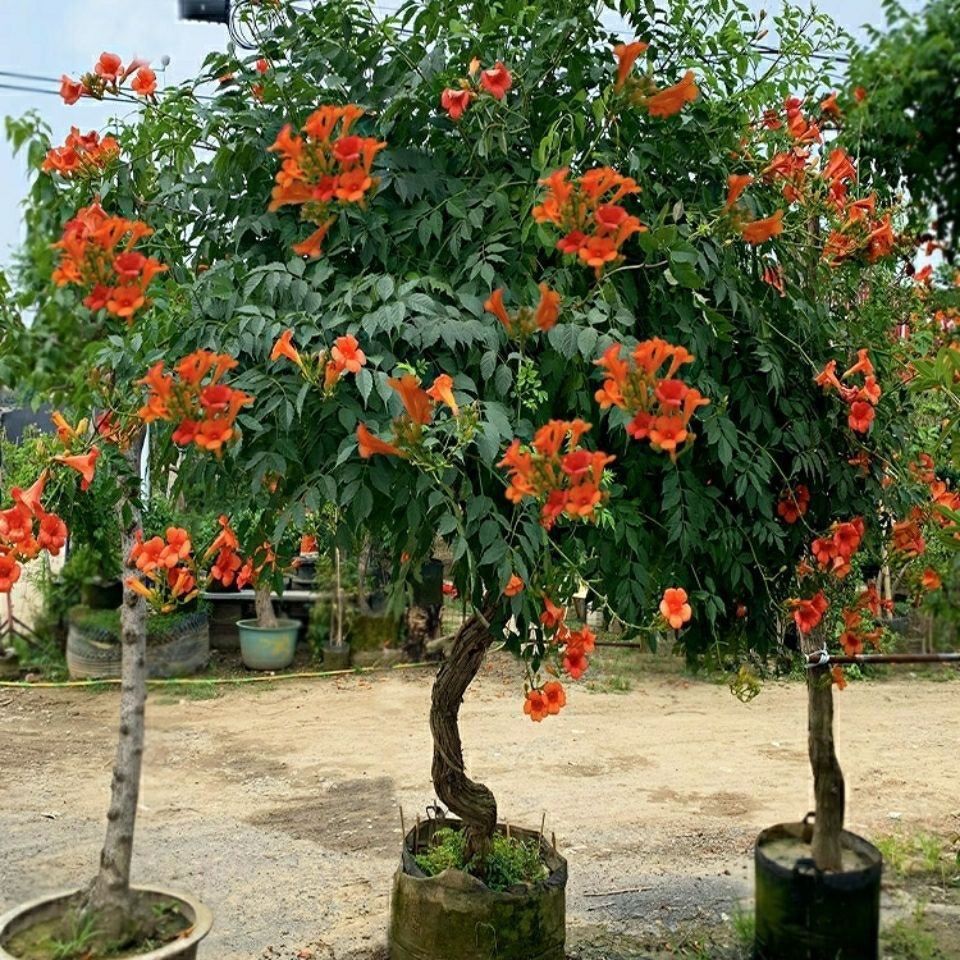 美国凌霄花苗盆栽观花爬藤植物庭院带花四季攀爬阳台炮仗花大苗
