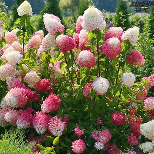 ��ɫ���`�A�F���򻨴����̨����ͥԺ�����ͺ��ļ��_����ֲ���͕�