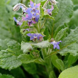 Balcony Courtyard Herb Plant Seeds, Borage Seeds, Blue Borage Flowers, Aromatic Florals Edible